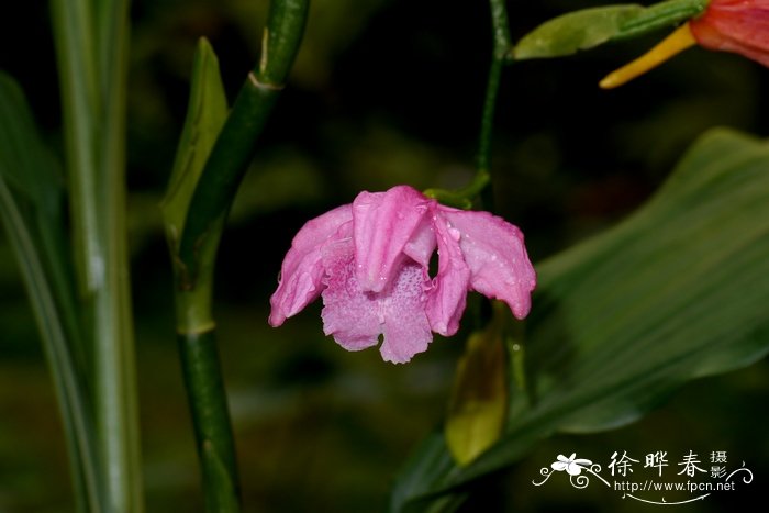 紫花鹤顶兰Phaius mishmensis 紫花鹤顶兰Phaius mishmensis