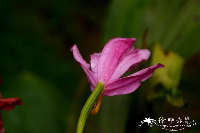 紫花鹤顶兰Phaius mishmensis