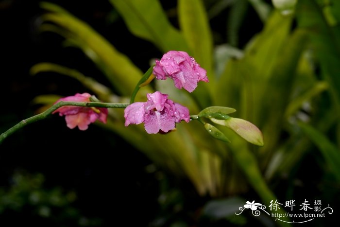 紫花鹤顶兰Phaius mishmensis 紫花鹤顶兰Phaius mishmensis