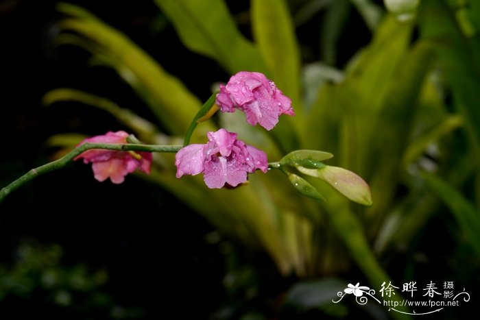 紫花鹤顶兰Phaius mishmensis