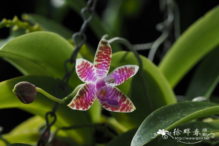 路德蝴蝶兰Phalaenopsis lueddemanniana