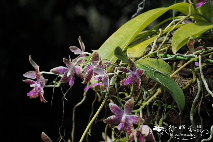 路德蝴蝶兰Phalaenopsis lueddemanniana