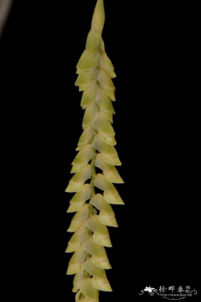 宿苞石仙桃Pholidota imbricata 宿苞石仙桃Pholidota imbricata