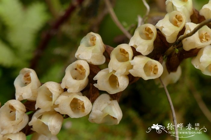 宿苞石仙桃Pholidota imbricata 宿苞石仙桃Pholidota imbricata