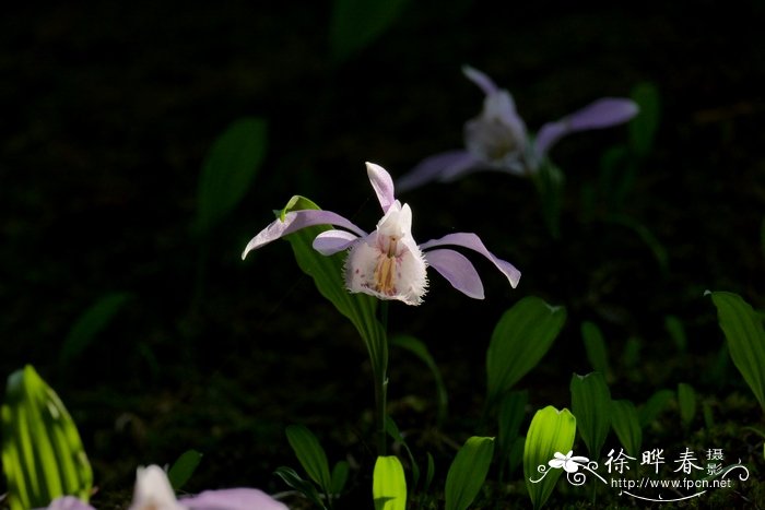 独蒜兰 Pleione bulbocodioides 独蒜兰 Pleione bulbocodioides