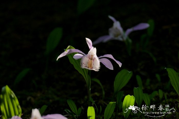 独蒜兰 Pleione bulbocodioides