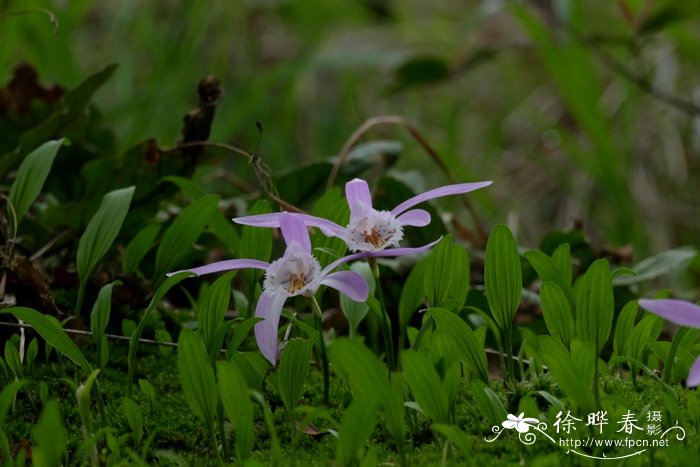 独蒜兰 Pleione bulbocodioides 独蒜兰 Pleione bulbocodioides