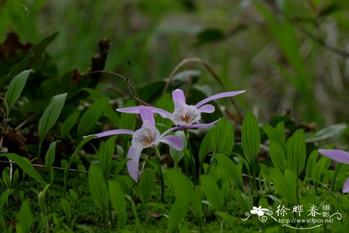 独蒜兰 Pleione bulbocodioides