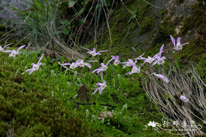 独蒜兰 Pleione bulbocodioides