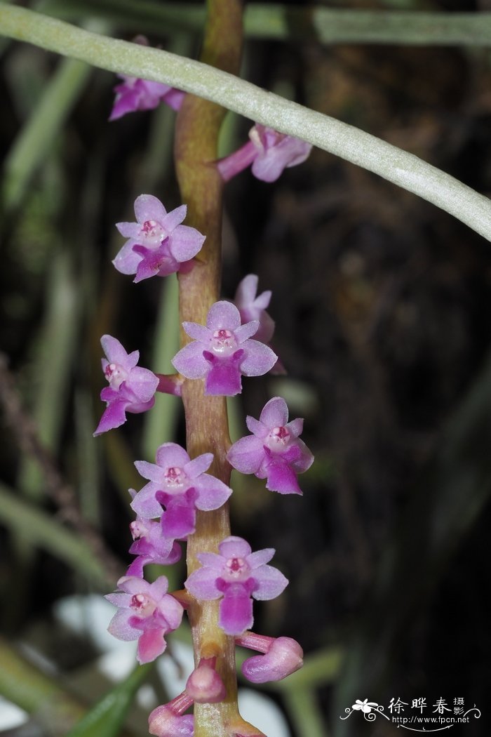 盖喉兰Smitinandia micrantha 盖喉兰Smitinandia micrantha