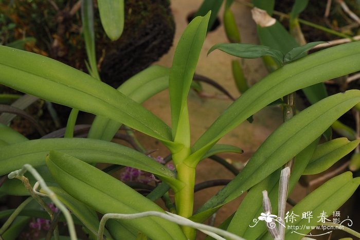 盖喉兰Smitinandia micrantha 盖喉兰Smitinandia micrantha