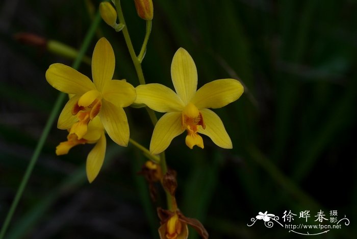 苞舌兰 Spathoglottis pubescens