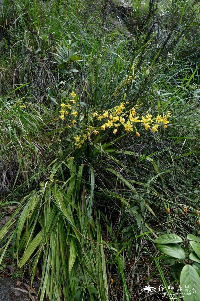苞舌兰 Spathoglottis pubescens