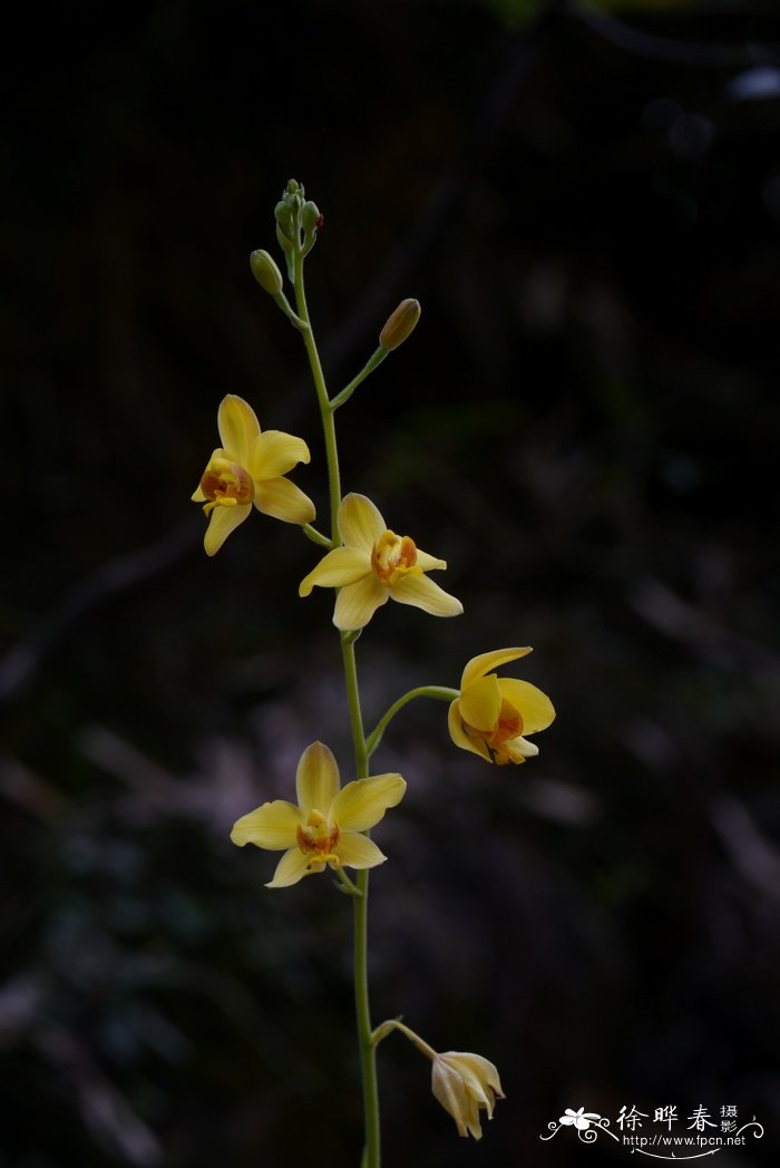 苞舌兰 Spathoglottis pubescens