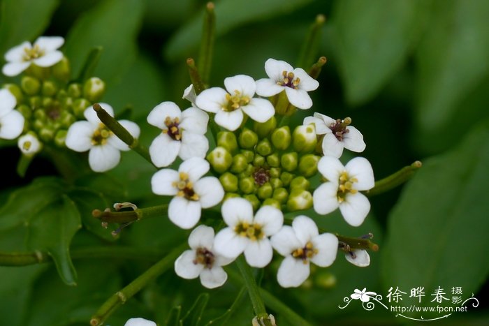 豆瓣菜Nasturtium officinale 豆瓣菜Nasturtium officinale