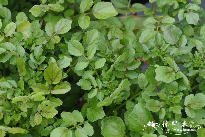 豆瓣菜Nasturtium officinale 豆瓣菜Nasturtium officinale