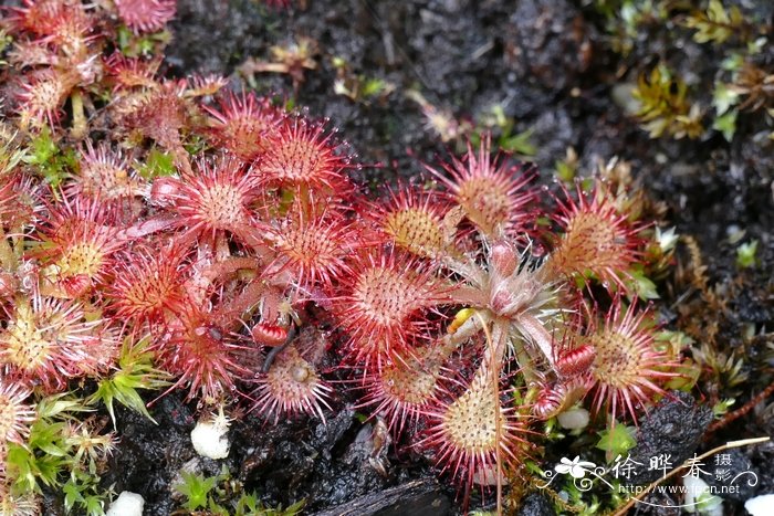 绒毛茅膏菜Drosera capillaris