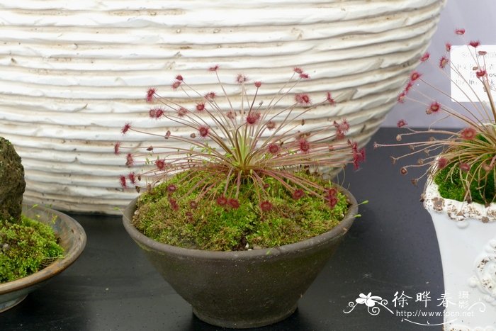 孔雀茅膏菜Drosera paradoxa 孔雀茅膏菜Drosera paradoxa
