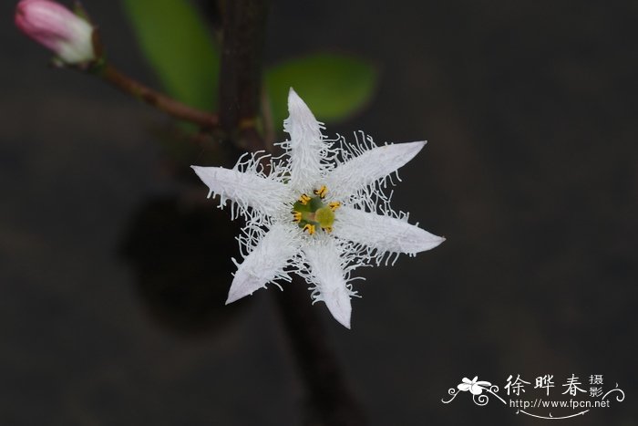 睡菜Menyanthes trifoliata 睡菜Menyanthes trifoliata
