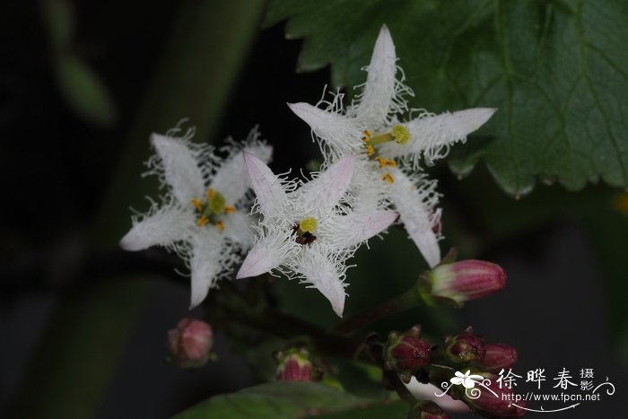 睡菜Menyanthes trifoliata
