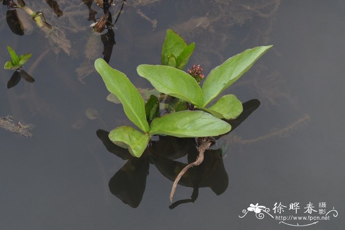 睡菜Menyanthes trifoliata 睡菜Menyanthes trifoliata