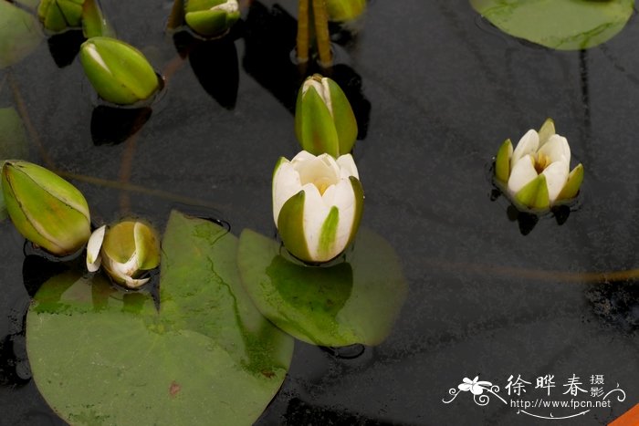 雪白睡莲Nymphaea candida 雪白睡莲Nymphaea candida