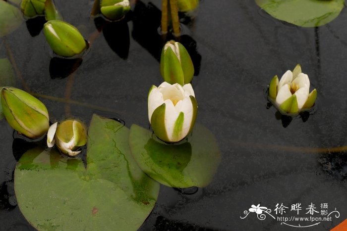 雪白睡莲Nymphaea candida