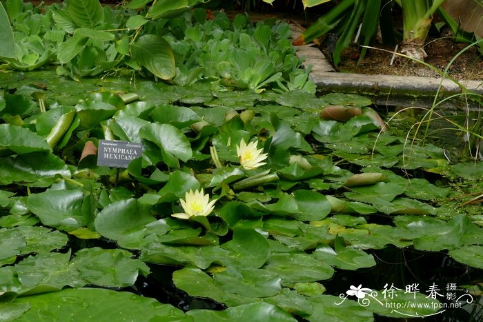 黄睡莲Nymphaea mexicana