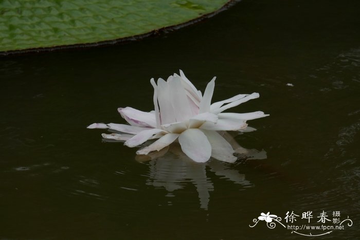 亚马逊王莲 Victoria amazonica