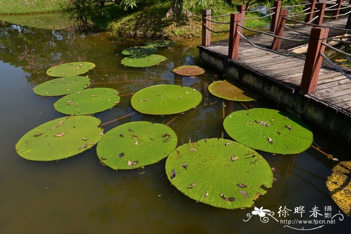 亚马逊王莲 Victoria amazonica