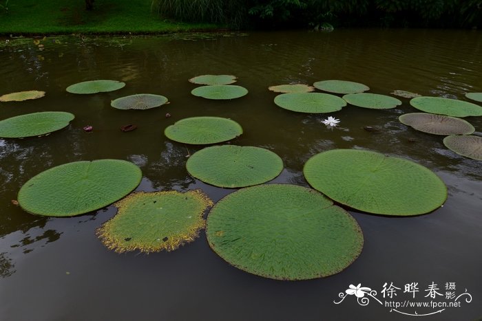 亚马逊王莲 Victoria amazonica