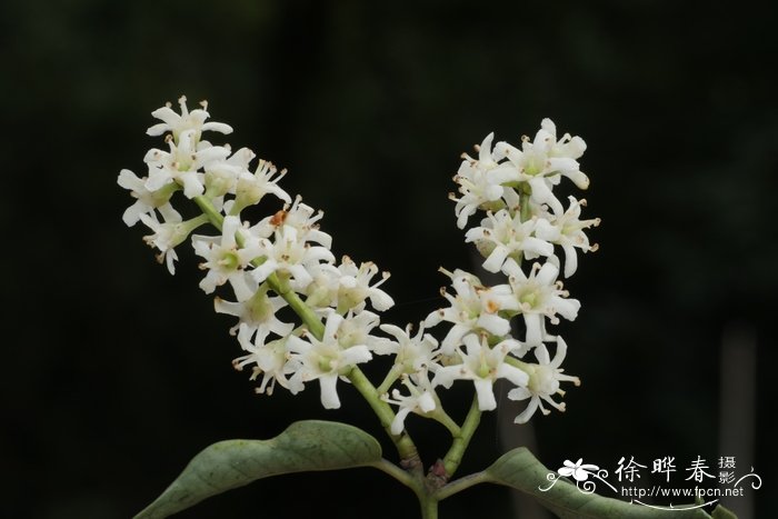 五列木Pentaphylax euryoides 五列木Pentaphylax euryoides