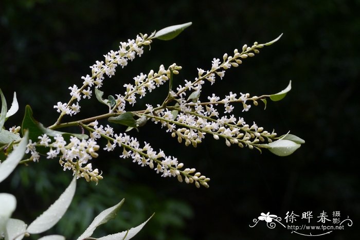 五列木Pentaphylax euryoides 五列木Pentaphylax euryoides