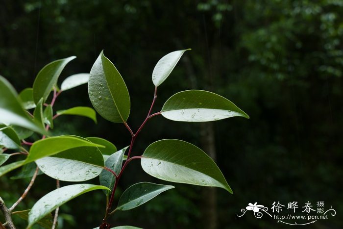 五列木Pentaphylax euryoides 五列木Pentaphylax euryoides