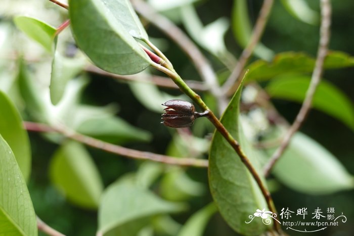 五列木Pentaphylax euryoides 五列木Pentaphylax euryoides
