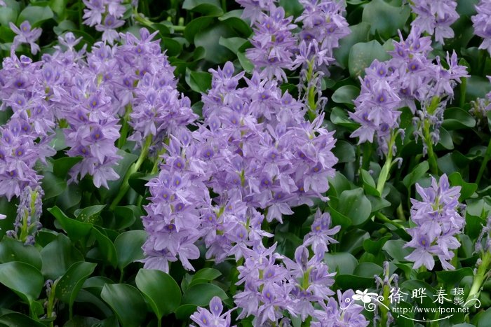 凤眼莲Eichhornia crassipes 凤眼莲Eichhornia crassipes
