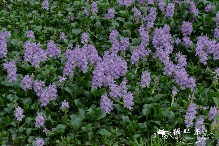 凤眼莲Eichhornia crassipes 凤眼莲Eichhornia crassipes