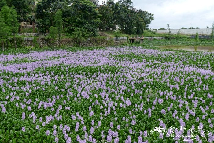 凤眼莲Eichhornia crassipes 凤眼莲Eichhornia crassipes