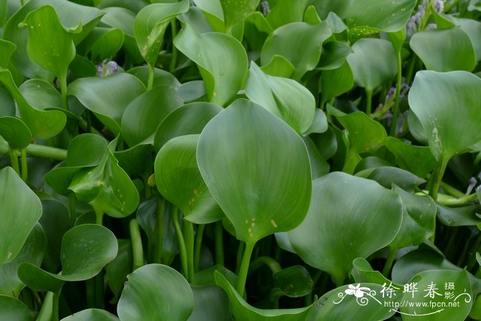 凤眼莲Eichhornia crassipes 凤眼莲Eichhornia crassipes