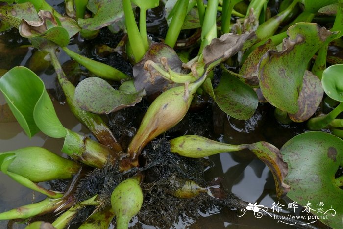 凤眼莲Eichhornia crassipes 凤眼莲Eichhornia crassipes