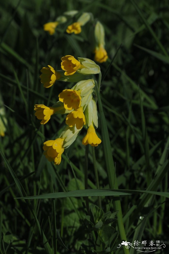 黄花九轮草Primula veris-花卉图片网