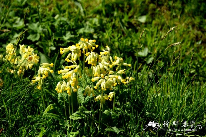 黄花九轮草Primula veris-花卉图片网