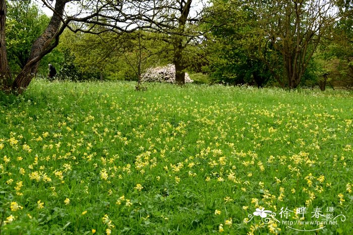 黄花九轮草Primula veris