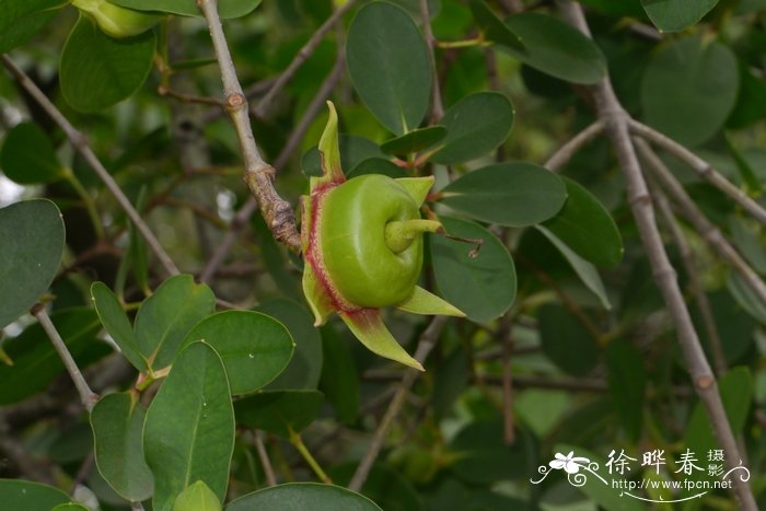 海桑Sonneratia caseolaris 海桑Sonneratia caseolaris