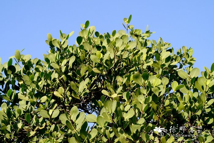 海桑Sonneratia caseolaris 海桑Sonneratia caseolaris