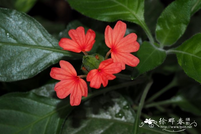 尼罗河鸟尾花 Crossandra nilotica