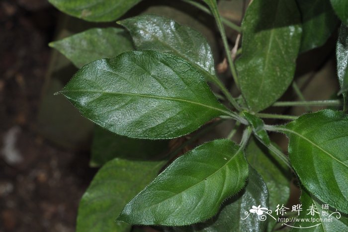 尼罗河鸟尾花 Crossandra nilotica