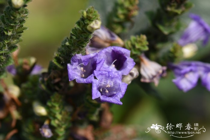 红背马蓝Strobilanthes auriculata var. dyeriana