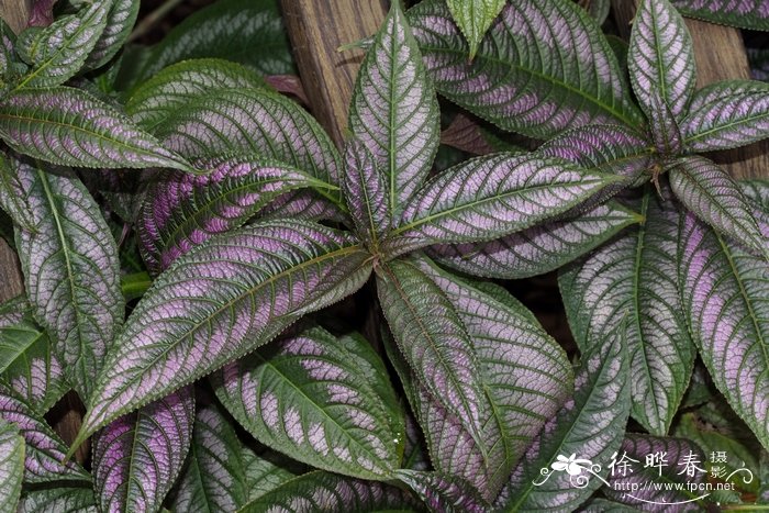 红背马蓝Strobilanthes auriculata var. dyeriana 红背马蓝Strobilanthes auriculata var. dyeriana
