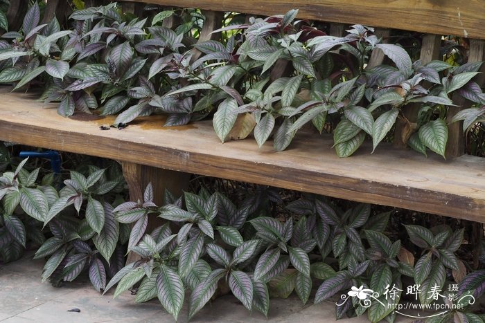 红背马蓝Strobilanthes auriculata var. dyeriana 红背马蓝Strobilanthes auriculata var. dyeriana